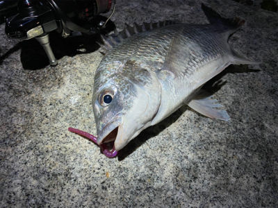 淀川ブリームゲーム