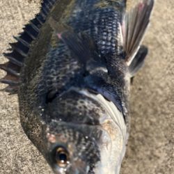 エビ撒きで活性化