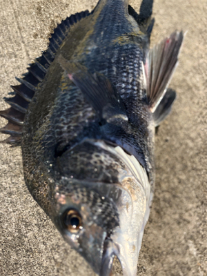 エビ撒きで活性化