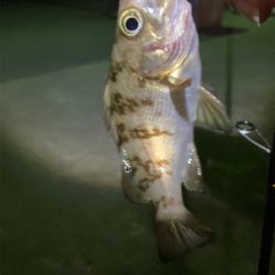 メバルプチ祭り