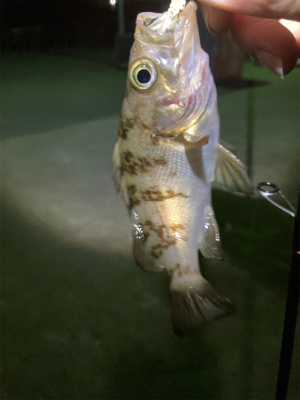 メバルプチ祭り