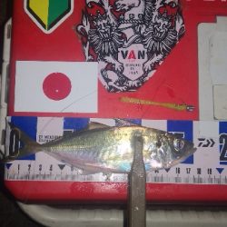アジング練習 299