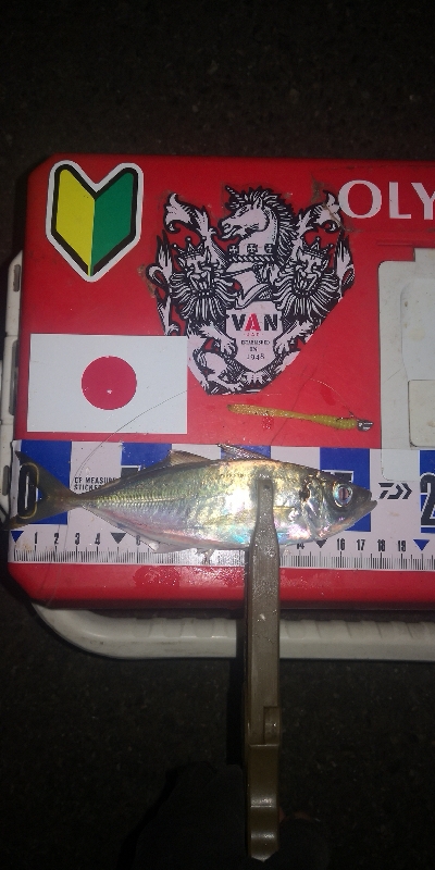 アジング練習 299