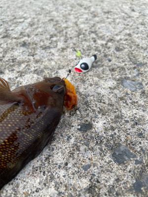 今シーズン初の沖堤！