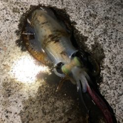 今シーズン初アオリ