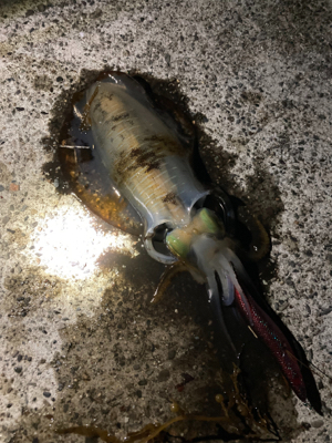 今シーズン初アオリ