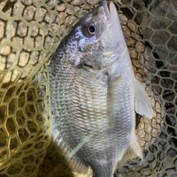 淀川ブリームゲーム