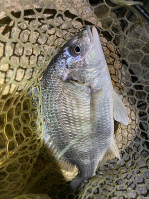 淀川ブリームゲーム