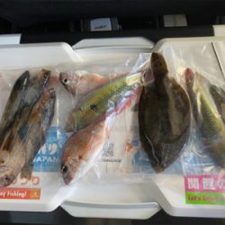 キス、五目釣り