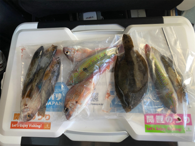 キス、五目釣り