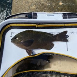 グレフィーバー