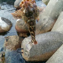 ワームでカサゴ2匹！