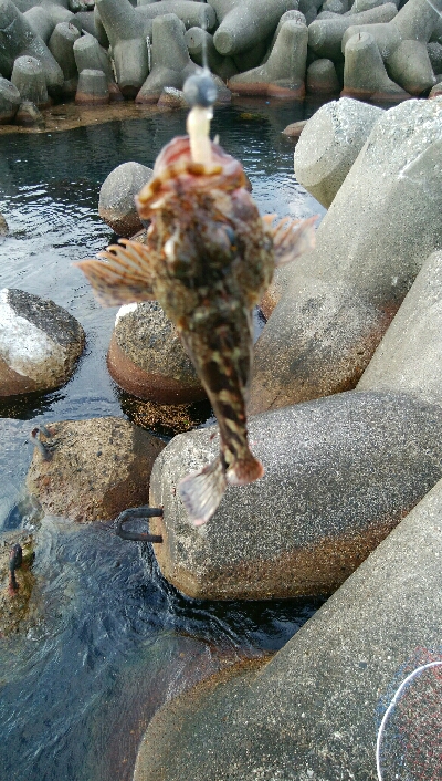 ワームでカサゴ2匹！