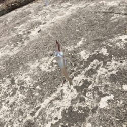 良型キス、泳がせ釣り