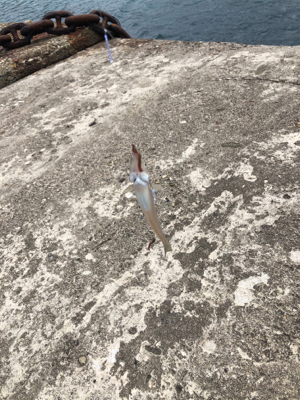 良型キス、泳がせ釣り