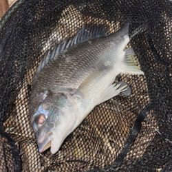 夕方のぶっ込み釣り