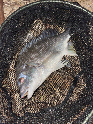 夕方のぶっ込み釣り