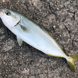 2021ライトゲーム第16戦