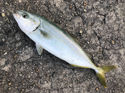 2021ライトゲーム第16戦