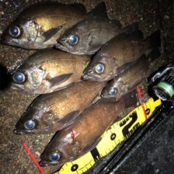 夕マヅメからのメバリング