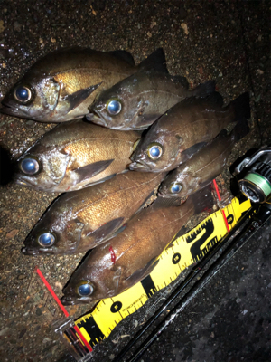 夕マヅメからのメバリング