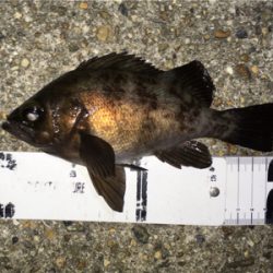 好調続く梅雨のメバル