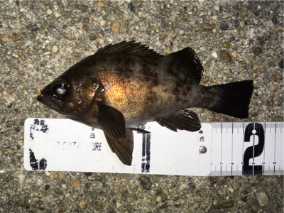 好調続く梅雨のメバル