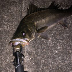 まだまだバチパターン