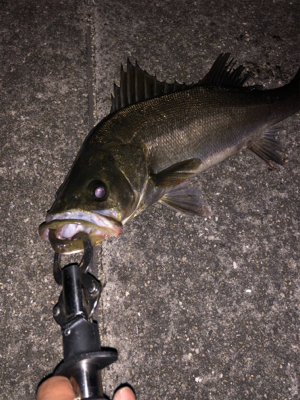 まだまだバチパターン