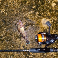 ミニガシラ乱舞