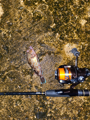 ミニガシラ乱舞