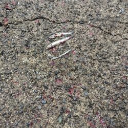 青物釣れるわぁ(笑)