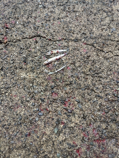 青物釣れるわぁ(笑)