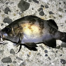 メバルの数釣り