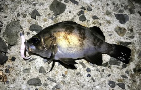メバルの数釣り