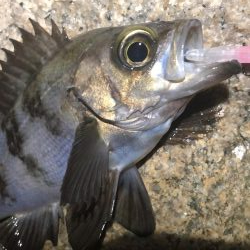 今宵もプラグ縛り！