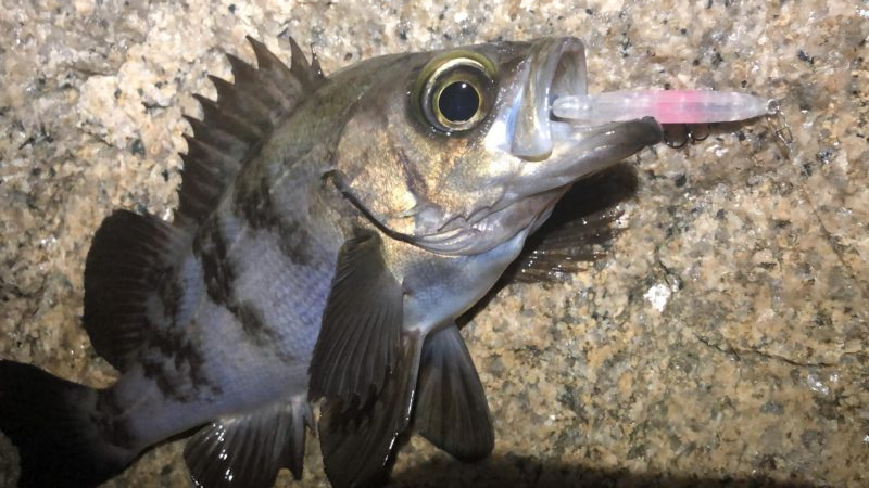 今宵もプラグ縛り！