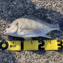 投稿２回目、本日はのんびりの筈が？