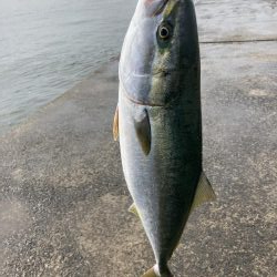 西宮ケーソン、メジロ上がりました