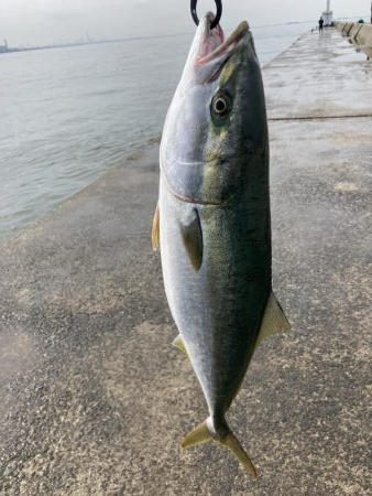 西宮ケーソン、メジロ上がりました