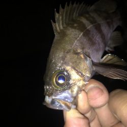 たまにはメバリング