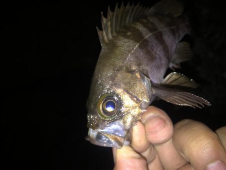 たまにはメバリング