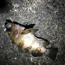 フロートメバリング連日