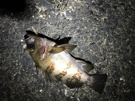 フロートメバリング連日