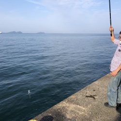 サビキでイワシとサバ祭り