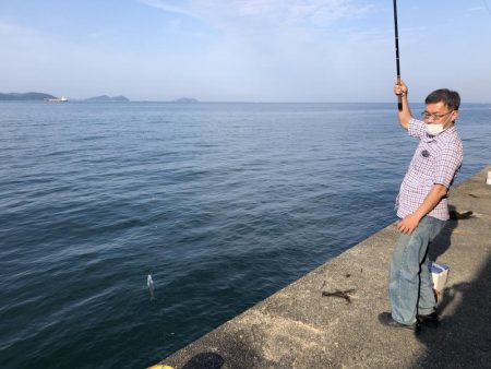 サビキでイワシとサバ祭り