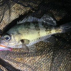 まだまだ釣れるめばめば太