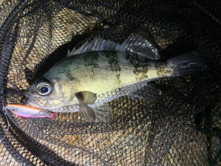 まだまだ釣れるめばめば太