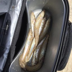 キス釣り上向き