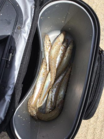 キス釣り上向き